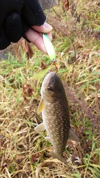 ちょい　釣り（＾０＾）