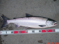 思えば魚種が増えたなぁ・・・釧路発