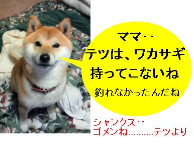 ラッコで大騒ぎですが‥