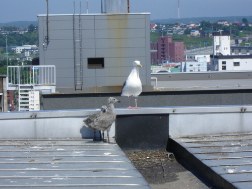 わしの変なお友達‥
