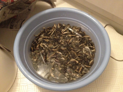大粒アサリ 大量