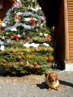 みのずみ　クリスマス＆忘年会キャンプ