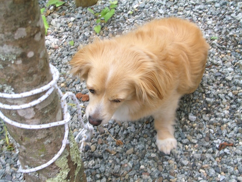 手巻きグルキャンｉｎみのずみ