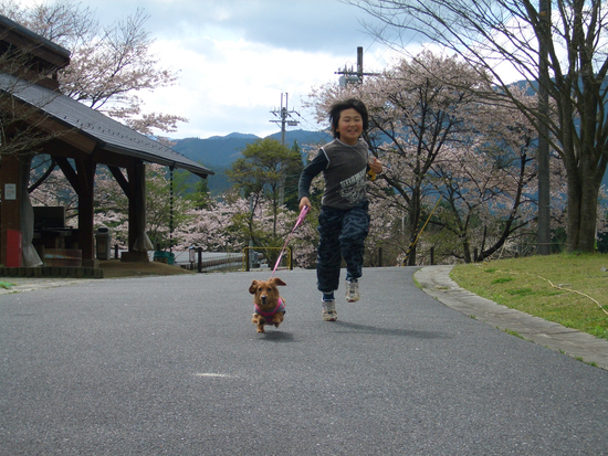桜キャン　in　サンビレッジ曽爾