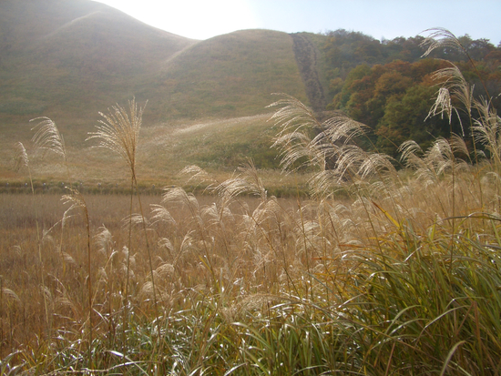 ススキ　紅葉　鍋　ぬくみ