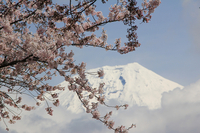 春だ！　富士山！　桜エビ！！ 2012/04/19 20:00:00