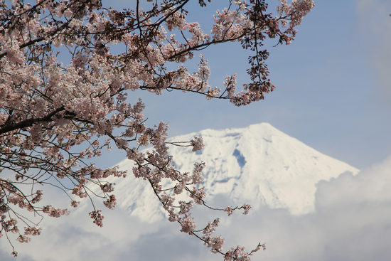 春だ！　富士山！　桜エビ！！
