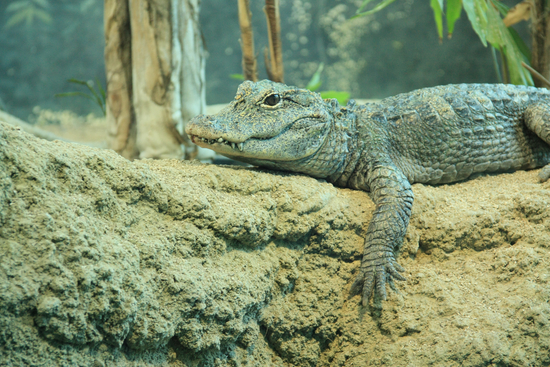 お花見動物園