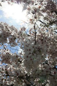 みんなで桜キャンプぅ～