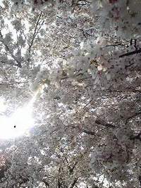きれいだなぁ〜 2011/04/09 16:29:09