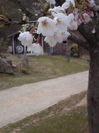 お山に桜が 2011/04/17 15:41:36