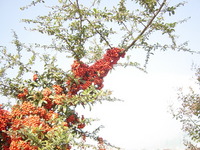 学芸会