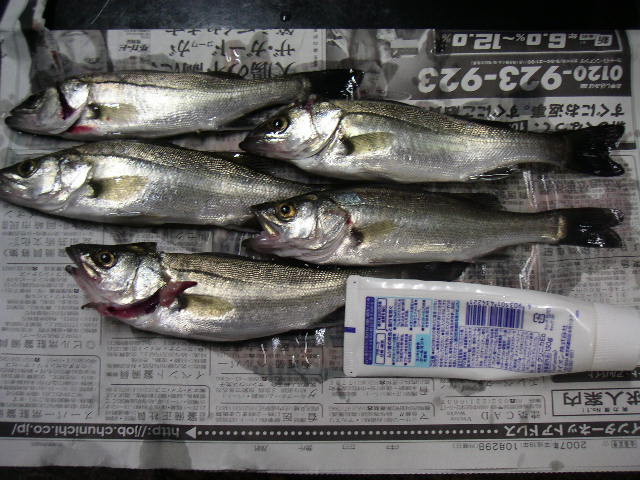 Shinの釣行記 続 セイゴ釣り