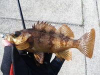 2010年初釣り