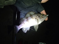 最近の釣況（1月下旬から2月上旬）