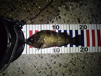 最近の釣況（1月下旬から2月上旬）