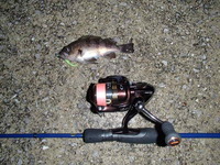 最近の釣況（1月下旬から2月上旬）