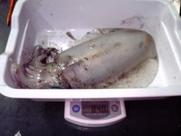 でかアオリを求めて・・・① 2008/01/14 00:12:33