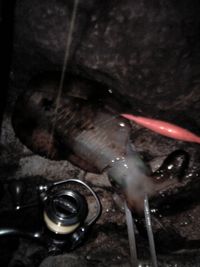 最後の１０匹目・・・ 2007/06/11 18:00:00
