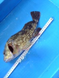 過去の栄光・・・ 2008/01/27 21:58:06