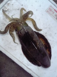 釣果がいまひとつだ・・・ 2007/11/14 18:00:21