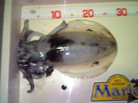 でかアオリを求めて・・・⑦ 2008/02/08 23:21:21
