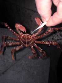 ヽ(#`Д´)ノ┌┛〃この外道が～！！ 2008/02/25 22:48:57