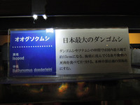 日本最大の団子虫