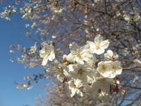 お花見（青葉の森）