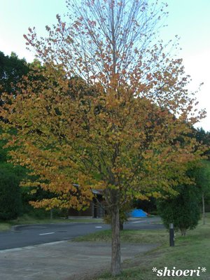 大子広域公園グリンヴィラ　その2