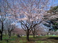 青葉の森公園　桜偵察　【２０１０】 2010/03/27 18:44:17
