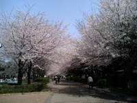 夫婦でお花見【２０１０】青葉の森公園 2010/04/07 10:25:51