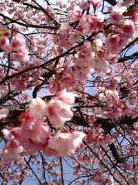 お花見キャンプ計画 2009/03/23 20:27:04