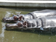 熊本市動植物園