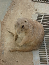 熊本市動植物園