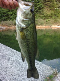 バス釣り 2008/05/27 23:43:41