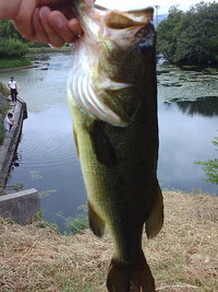バス釣り 2008/07/17 23:44:14