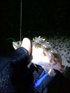 またもやメバリング