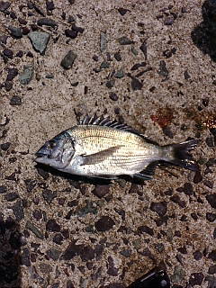 メイタは釣れました