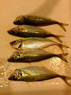 アジ釣れました