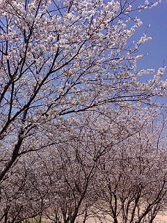花見のあとの調査