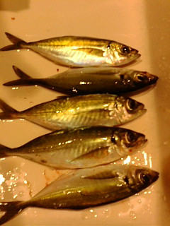 アジが喰ってた小魚
