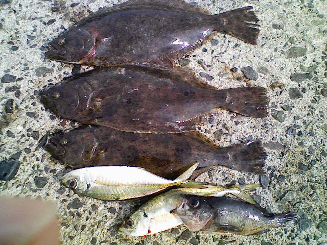 ヒラメ釣れました