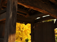 紅葉　その３