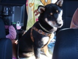 犬舎へ　　　ｂｙこんた