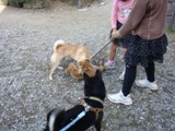 犬舎へ　　　ｂｙこんた