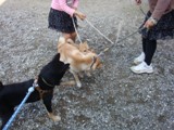 犬舎へ　　　ｂｙこんた