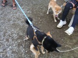 犬舎へ　　　ｂｙこんた