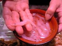 二兎追うものは・・・　（白海老ツー）