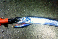 タチウオ　日高港 2009/11/14 00:00:02